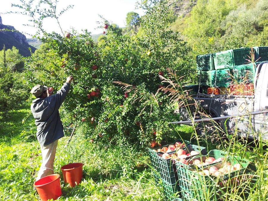 man picking pomegranates at Drupes crops and hi is surrounded by green grass and trees